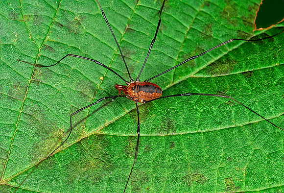 Leiobunum vittatum  EASTERN HARVESTMAN 1115005z-
