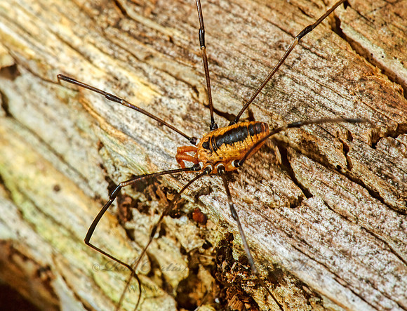 Leiobunum vittatum  EASTERN HARVESTMAN 1284014 Mz