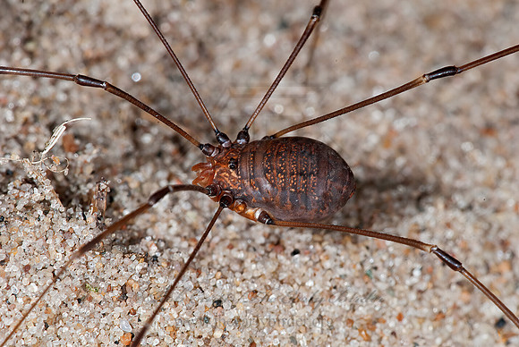 Leiobunum vittatum  EASTERN HARVESTMAN 7015241z