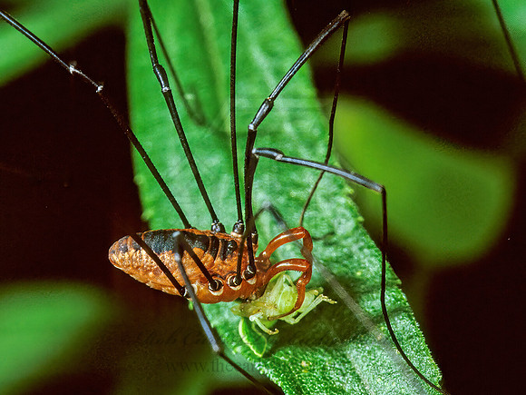 Leiobunum vittatum  EASTERN HARVESTMAN 1284104 Mz
