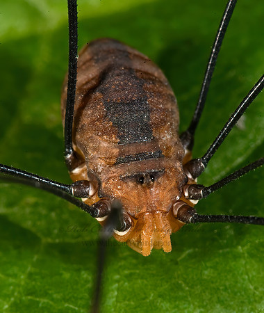 Leiobunum vittatum  EASTERN HARVESTMAN 8007577z