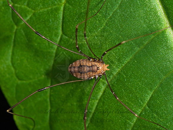 Leiobunum vittatum  EASTERN HARVESTMAN 8007576z
