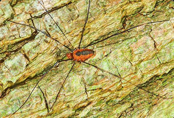 Leiobunum vittatum  EASTERN HARVESTMAN 1284735z