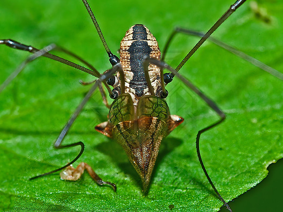 Leiobunum vittatum  EASTERN HARVESTMAN 8033117z