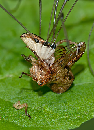 Leiobunum vittatum  EASTERN HARVESTMAN 8033120z