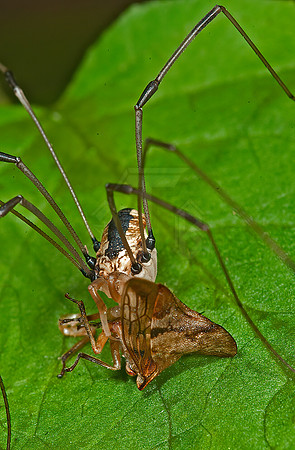 Leiobunum vittatum  EASTERN HARVESTMAN 8033125z