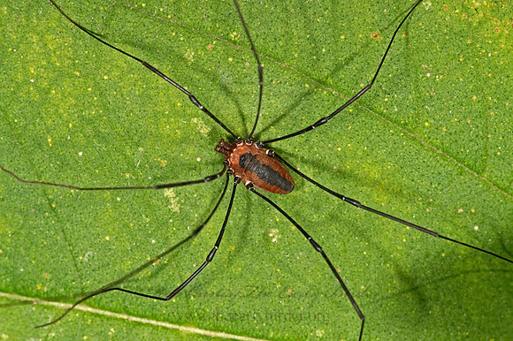 Leiobunum vittatum  EASTERN HARVESTMAN 9025385z