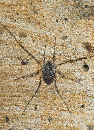 Odiellus nubivagus or pictus  PHALANGIID HARVESTMAN 6009761z