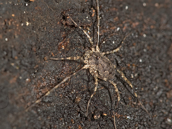 Odiellus pictus   PHALANGIID HARVESTMAN 9023884z
