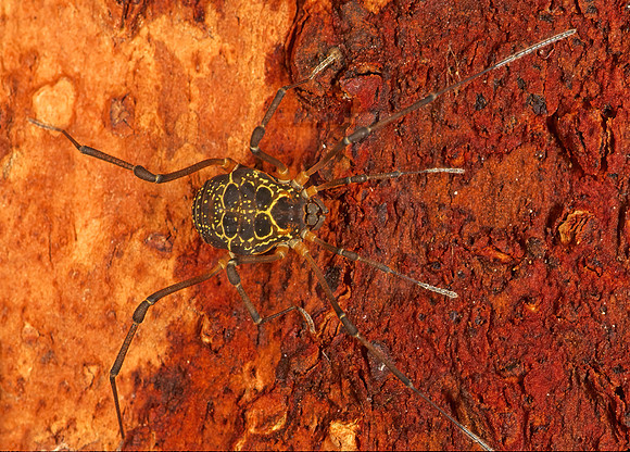 Eucynortula albipunctata  COSMETID HARVESTMAN 196515z