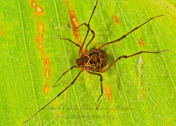 Eucynortula albipunctata  COSMETID HARVESTMAN 202727chiz