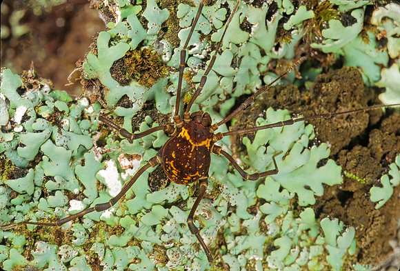 Cynorta~  COSMETID HARVESTMAN 202005z