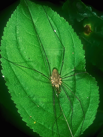 Phalangium opilio  PHALANGIID HARVESTMAN 1111626z