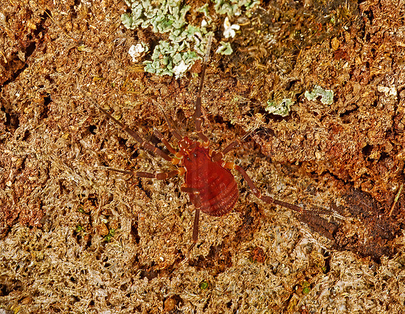 Pachylicus~  ZALMOXID HARVESTMAN 202008z