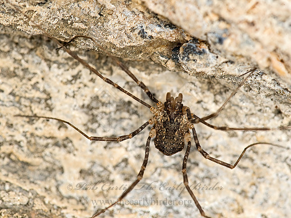 Protolophus  PROTOLOPHID HARVESTMAN 9058454z