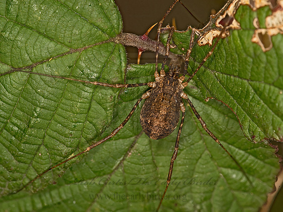 Protolophus  PROTOLOPHID HARVESTMAN 9058576z