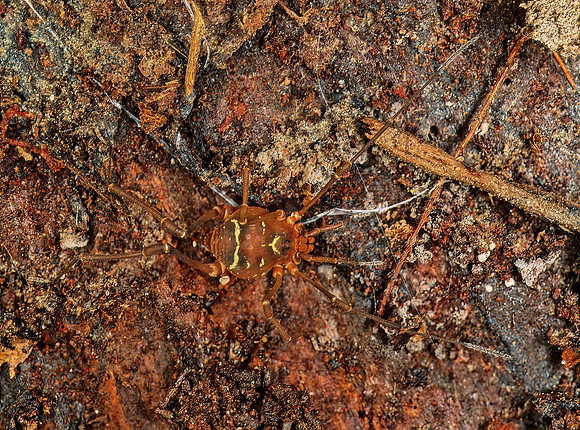 Vonones sayi  COSMETID HARVESTMAN 200108z