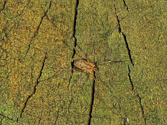 Phalangium opilio  PHALANGIID HARVESTMAN 1114918~z