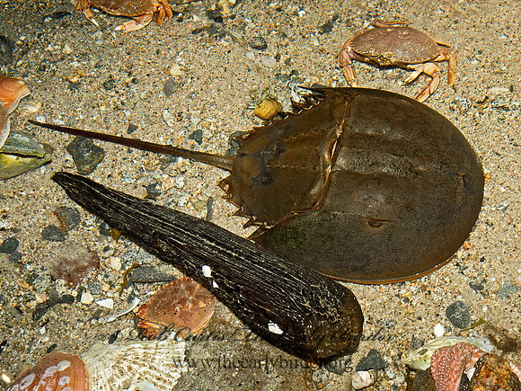 Limulus polyphemus  HORSESHOE CRAB 9031468z