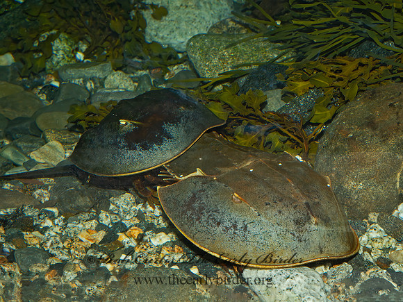 Limulus polyphemus  HORSESHOE CRAB 9031403z