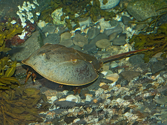 Limulus polyphemus  HORSESHOE CRAB 9031441z