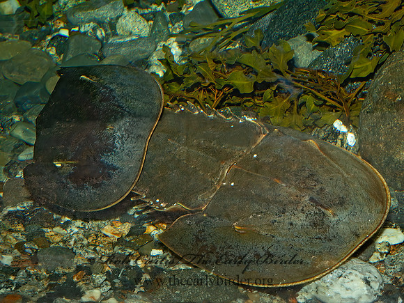Limulus polyphemus  HORSESHOE CRAB 9031404z