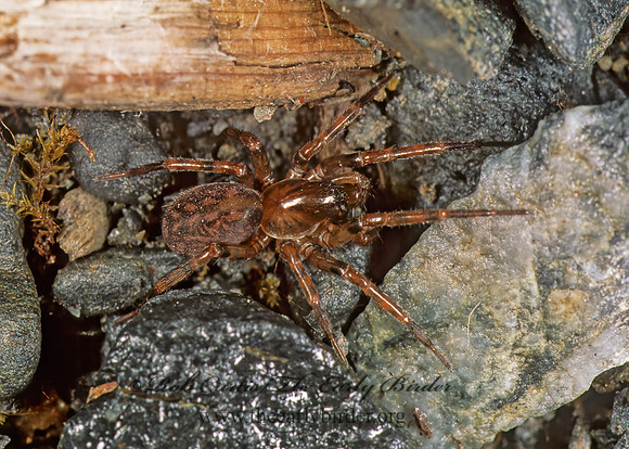 Cybaeidae  CYBAEID SPIDER 230407z