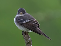 Empidonax TRAILL'S FLYCATCHER 9077239z