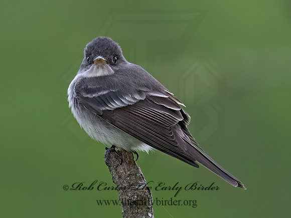 Empidonax TRAILL'S FLYCATCHER 9077239z