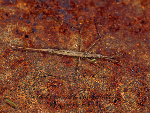 Ranatra  WATERSCORPION 9052419z