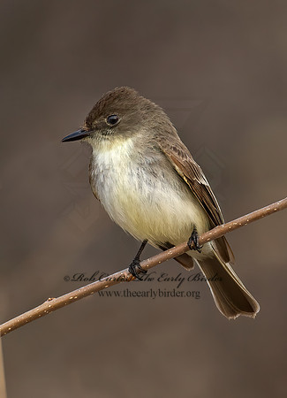 Sayornis phoebe  EASTERN PHOEBE 7014301z