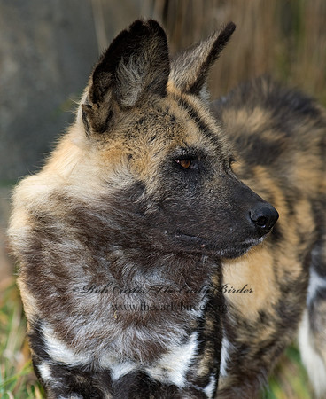 Lycaon pictus  CAPE WILD DOG  6018790