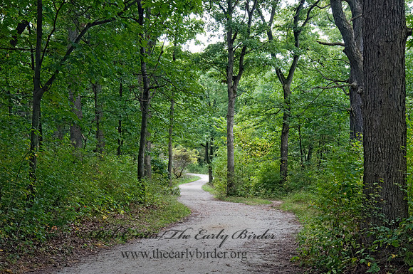 FOREST PATH 8018342z