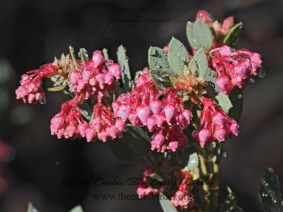 Arctostaphylos pringlei drupacea  MANZANITA 3016497z