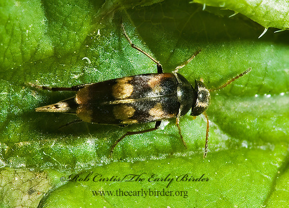 Mordellaria undulata 5010544 z