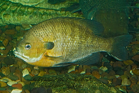 Lepomis macrochirus  BLUEGILL 4002461z