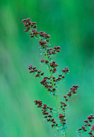 Lechea mucronata  HAIRY PINWEED 263021z