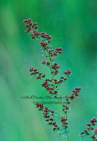 Lechea mucronata  HAIRY PINWEED 263021z