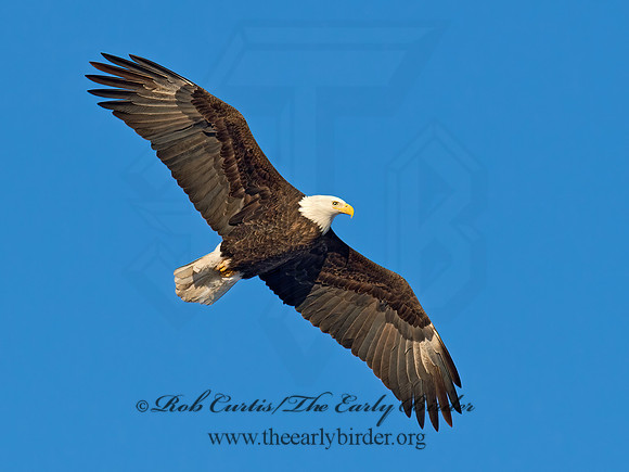 Haliaeetus leucocephalus  BALD EAGLE 9018599z