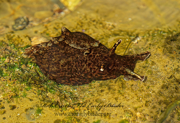 Aplysia californica 122826z