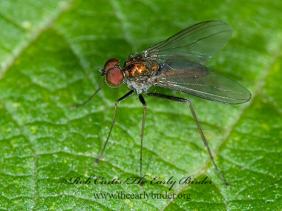 Diaphorus LONGLEGGED FLY 6015959z