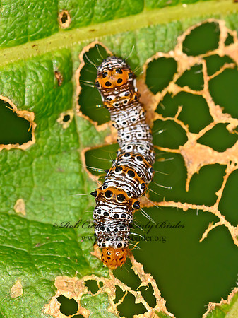 Alypia octomaculata  8-SPOTTED FORESTER MOTH 1305114z