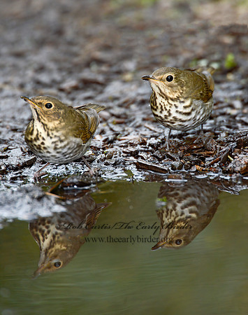 Catharus ustulatus  SWAINSON'S THRUSH 9004342-1z