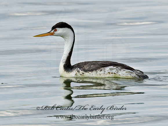 Aechmorphorus clarkii  CLARK'S GREBE 6027070-2z