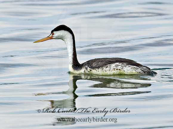 Aechmorphorus clarkii  CLARK'S GREBE 6027069-2z