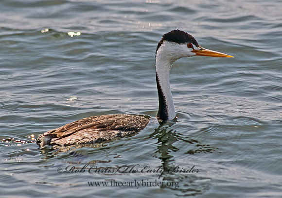 Aechmorphorus clarkii  CLARK'S GREBE 105709z