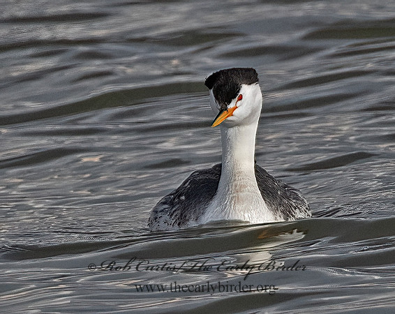 Aechmorphorus clarkii  CLARK'S GREBE 3037133z