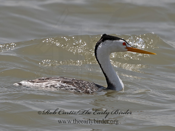 Aechmorphorus clarkii  CLARK'S GREBE 3037098z