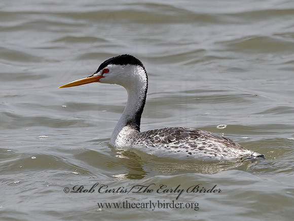 Aechmorphorus clarkii  CLARK'S GREBE 3037101z