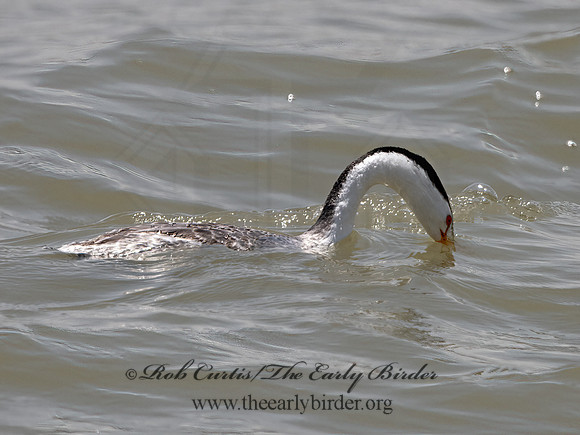 Aechmorphorus clarkii  CLARK'S GREBE 3037099z